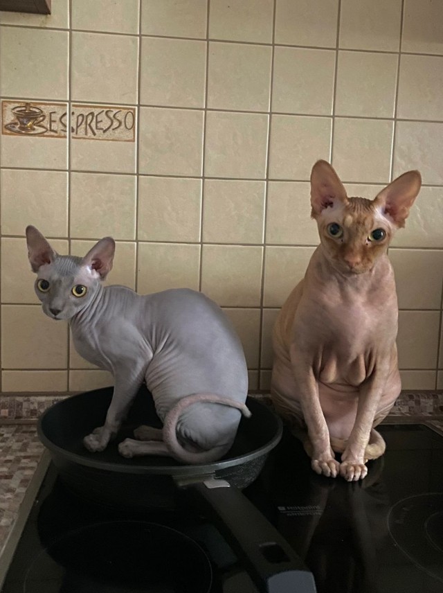 Ну, поехали в котоввторник!
