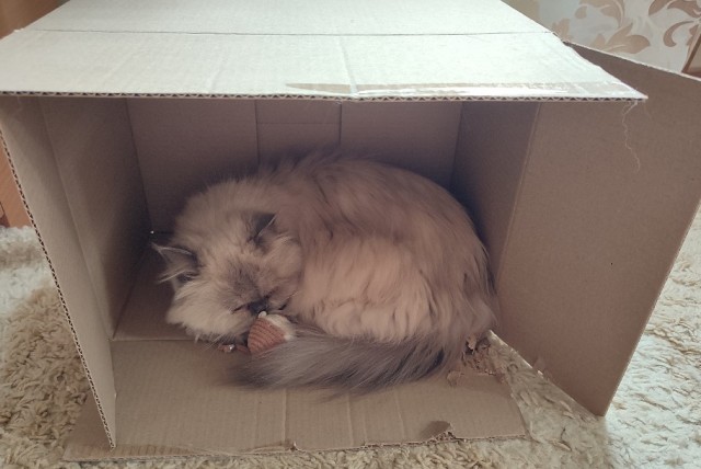 Котовторник 07.06.2022