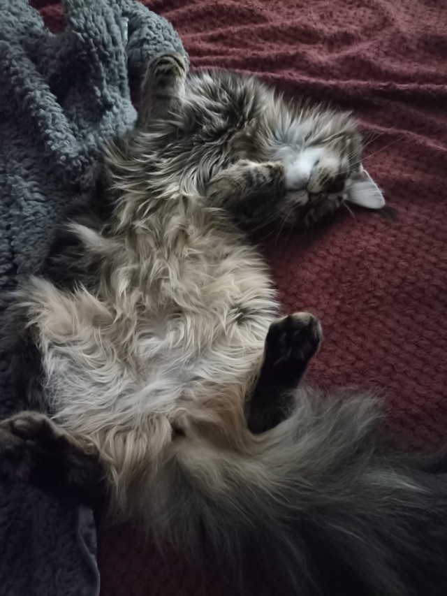 Кошка