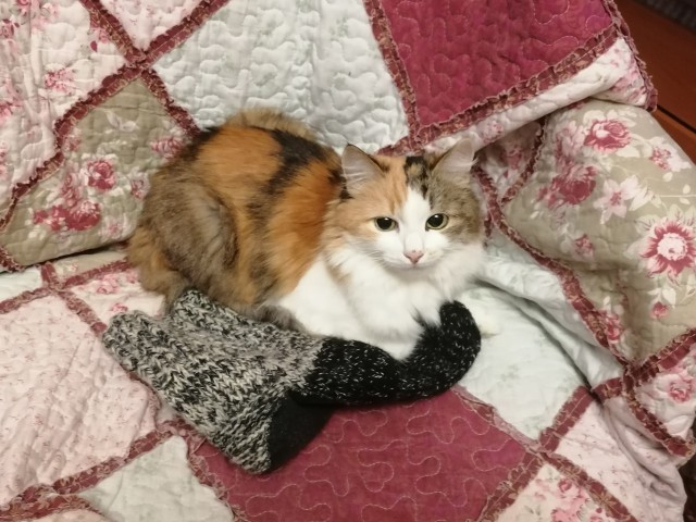 Шерстяной котовторник. Октябрь 2022