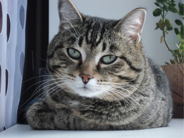Про кота в четверг