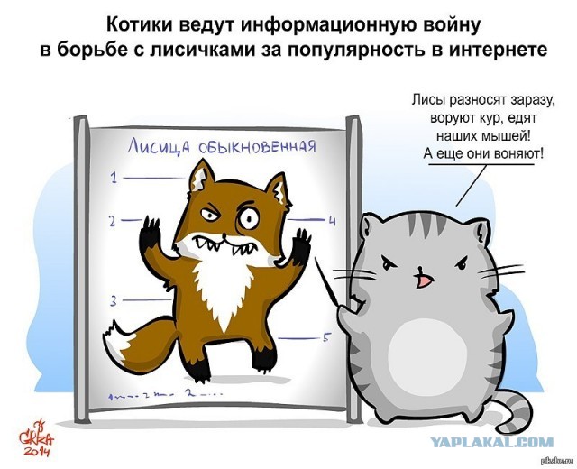 Про котика