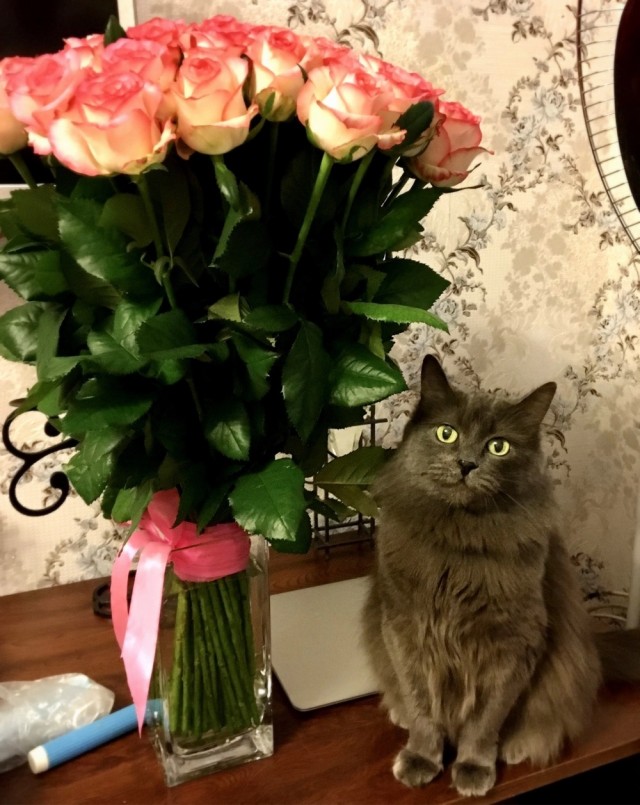 Моя Пушистик сегодня ушла на радугу...