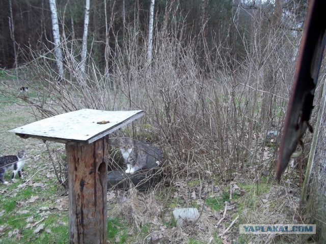 Жизнь домашнего приюта для котеек 441