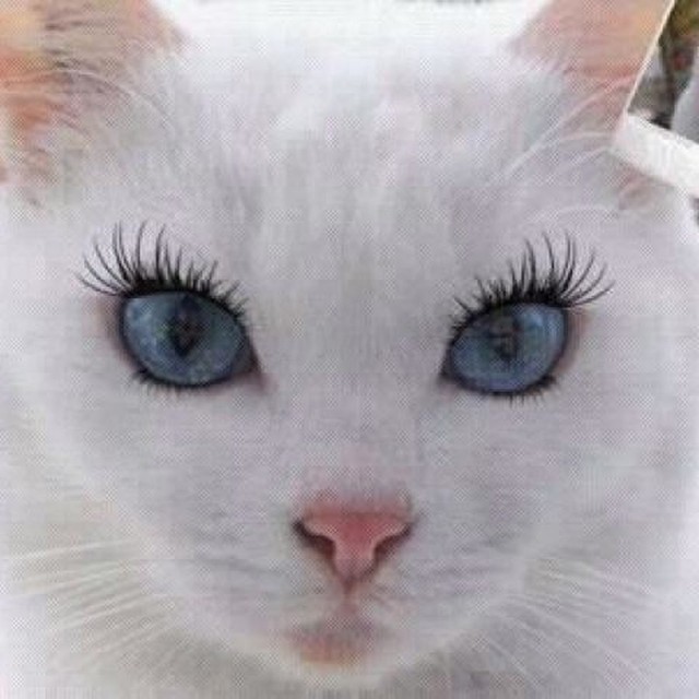 Глаза верблюда. Ресницы коровы. Ресницы у лошади фото. Ресницы верблюда. Реснички у животных.