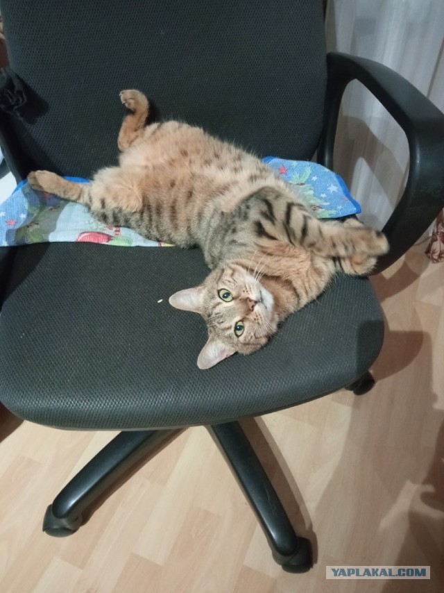 Красотка