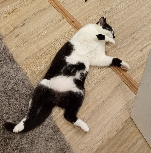 Жена нашла котенка