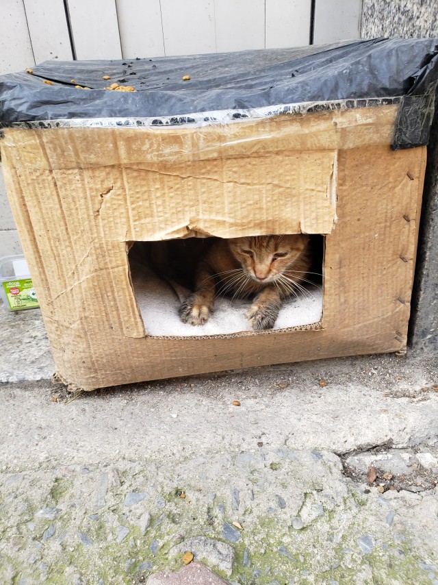 Стамбульские котики