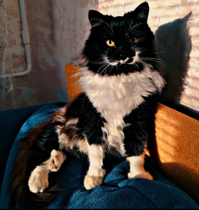 Всех с котовторником
