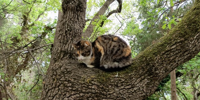 Южных котиков вам на радость