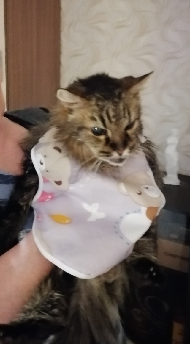 Котовторник