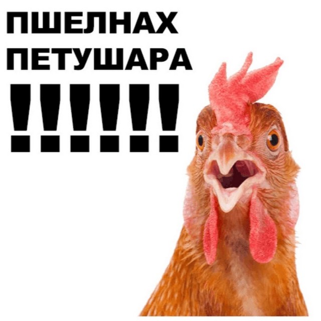 Петух вылетел на встречку и совершил ДТП