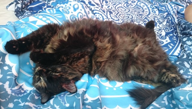Не котовторник, но принимайте дважды