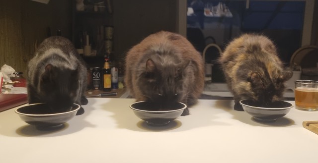 А у вас есть кот в доме?