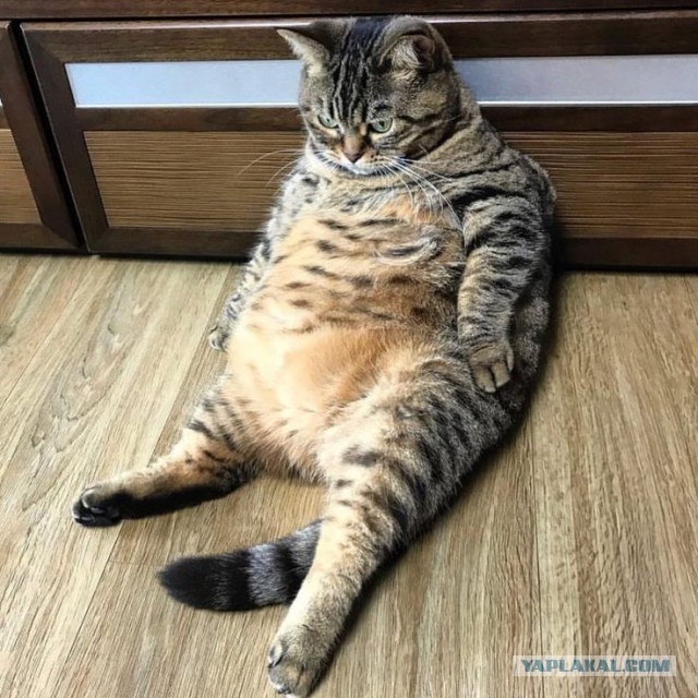 Диетическая кормушка