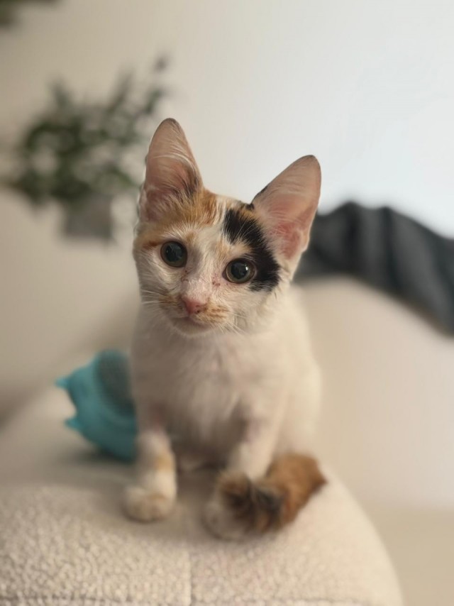 Преображение маленькой кошечки
