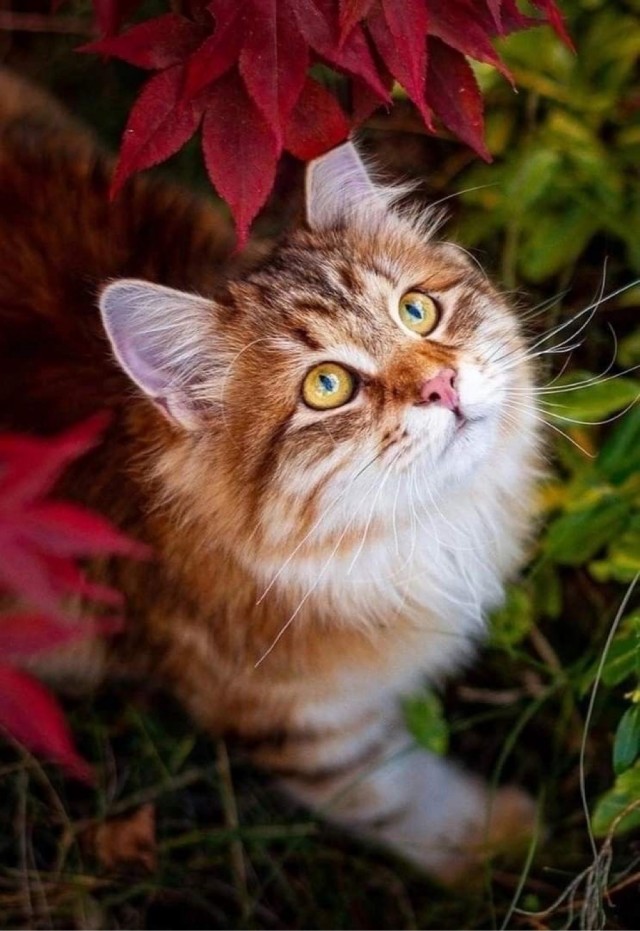 Осенний кот