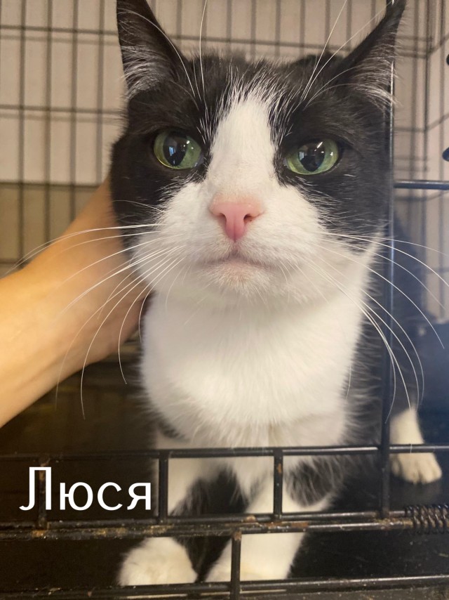 Жизнь домашнего приюта "Котоленд" 513