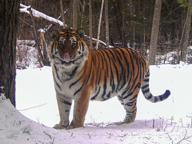 смотрит на человека с обожанием.