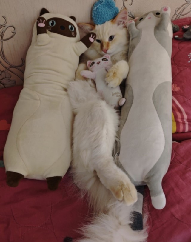 На котовторник. Моя Милка