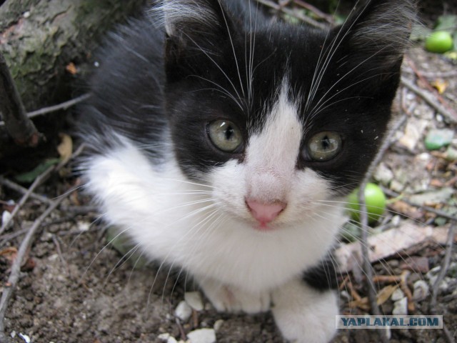 Котовторник 23.07.2013