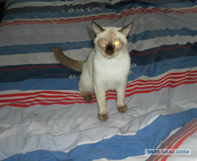 Котовторник 23.07.2013