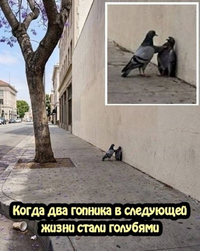 Картинки для деградации 292 (разной степени свежести)