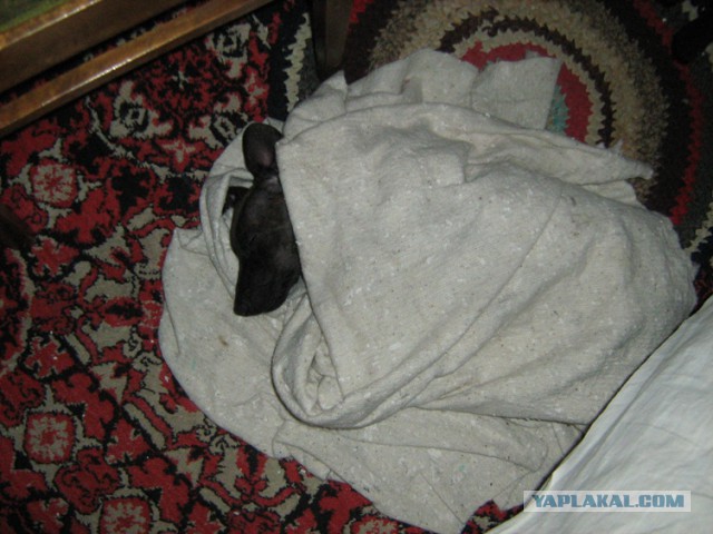 Суровый охотник