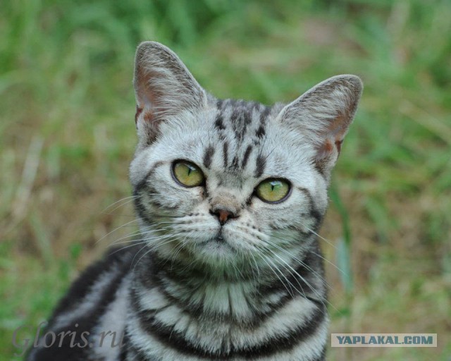 Котовторник 25.02.2014