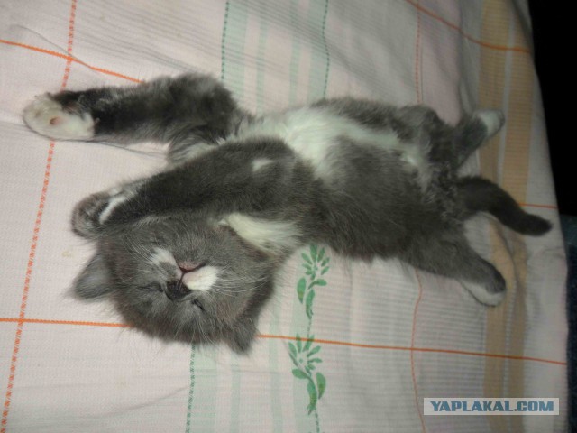 Котовторник   15.04.2014
