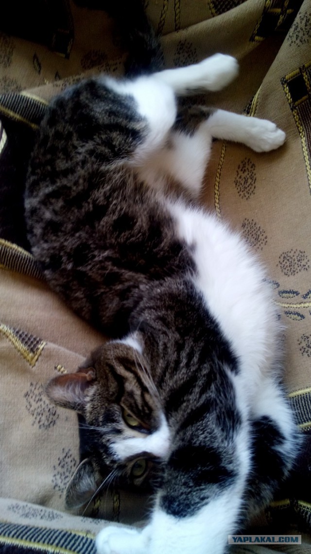 Котовторник 29.04.14.