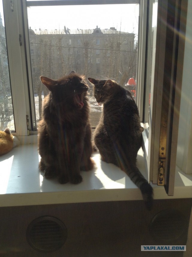 А у тебя есть фото твоей зевающей котейки ?