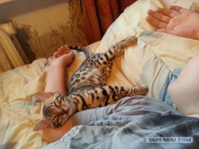 Котовторник 02.09.2014