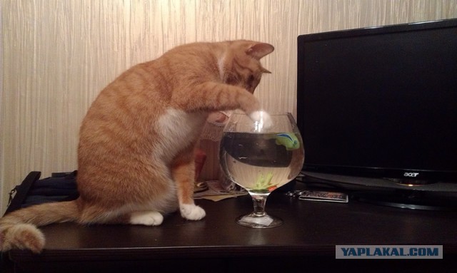 Котовторник 23.09.2014.