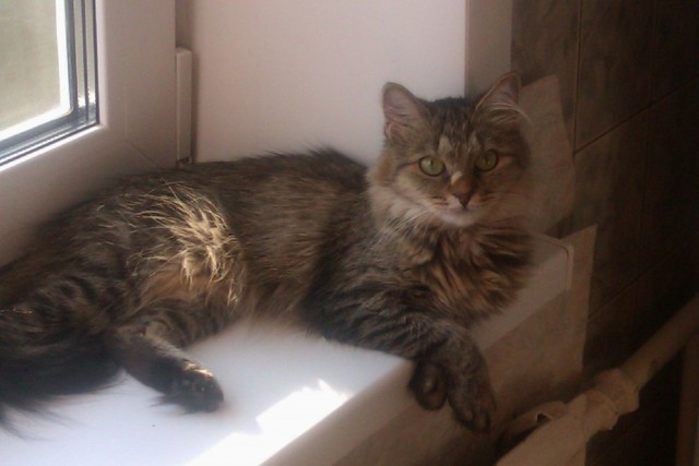 Котовторник 21.10.2014