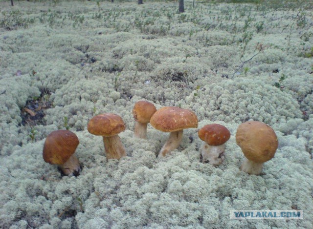 Вспомним лето! Вылазка за грибами.