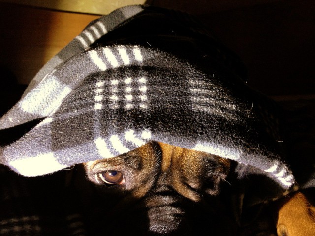 Собакочетверг.