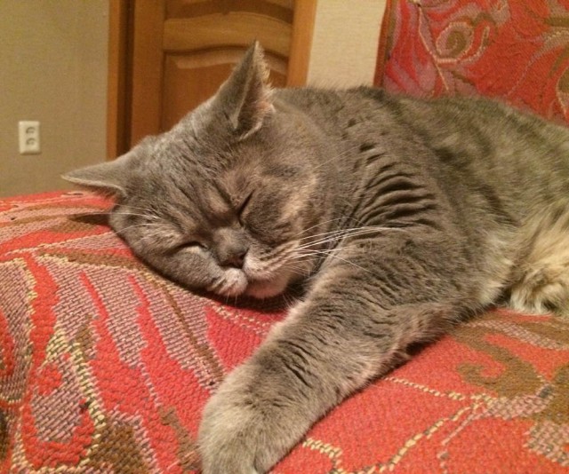 Котовторник
