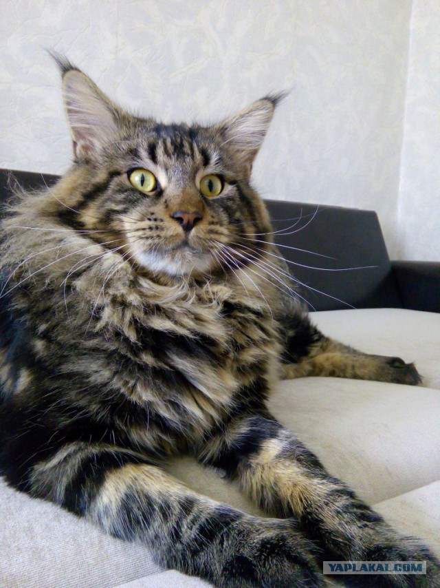 Котовторник  21.07.2015