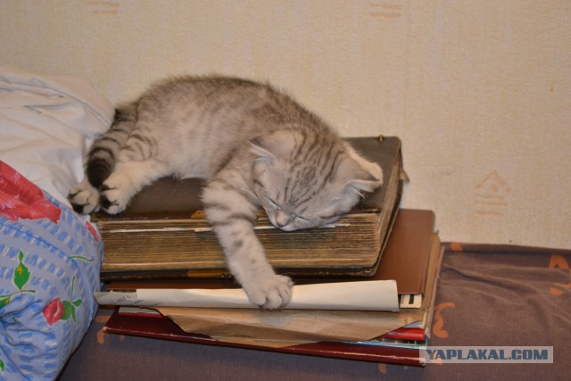 Котовторник