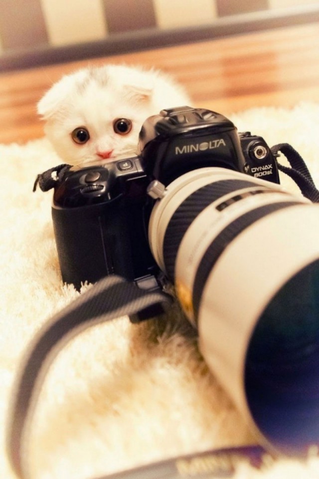 Животные и фотоаппарат