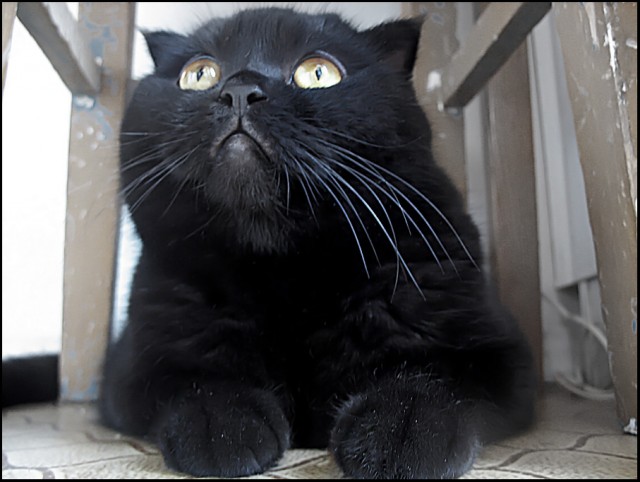 Коты, кошки, котята