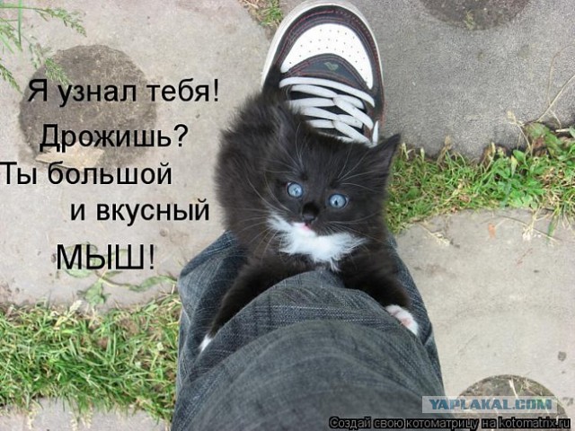 Демы без Темы