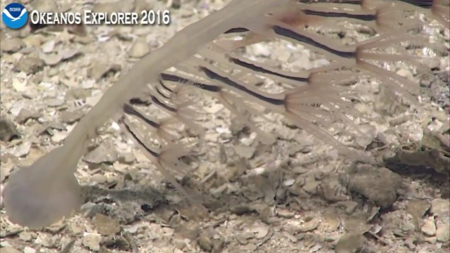 Началась онлайн-трансляция происходящего в самом глубоком месте Земли