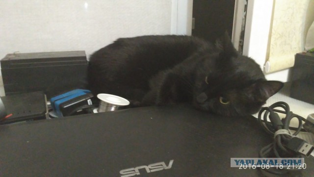 Котовторник 30.08.2016