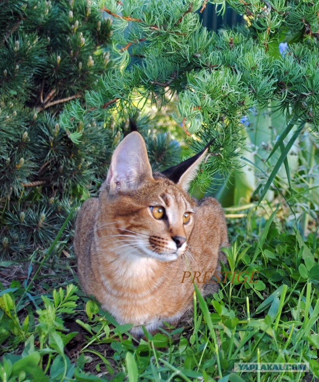 Жительница Барнаула продала автомобиль, чтобы купить кошку за миллион