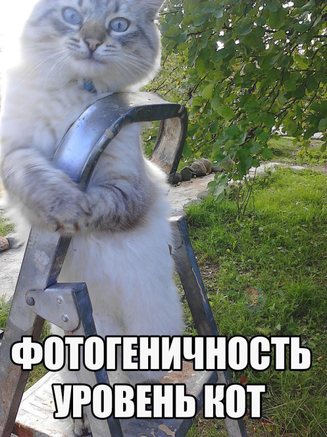 Коты из сети