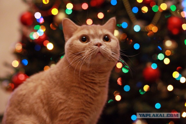 Коты и Кошки