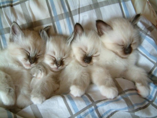 Коты и Кошки
