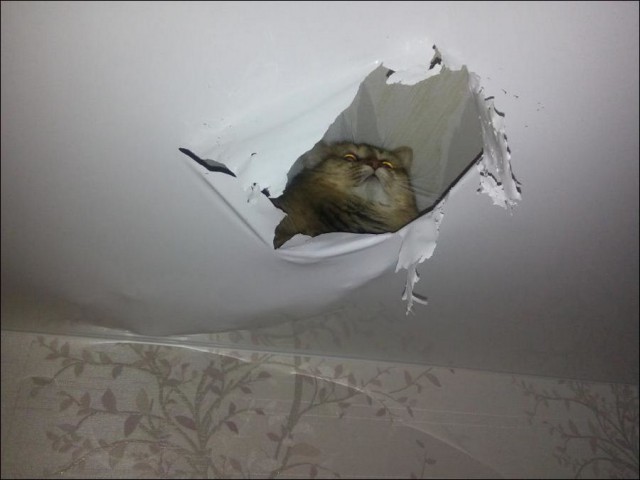 Когда повезло с котом.
